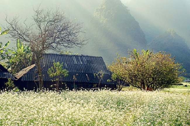 Các bản làng Mộc Châu nằm giữa thung lũng cánh đồng hoa